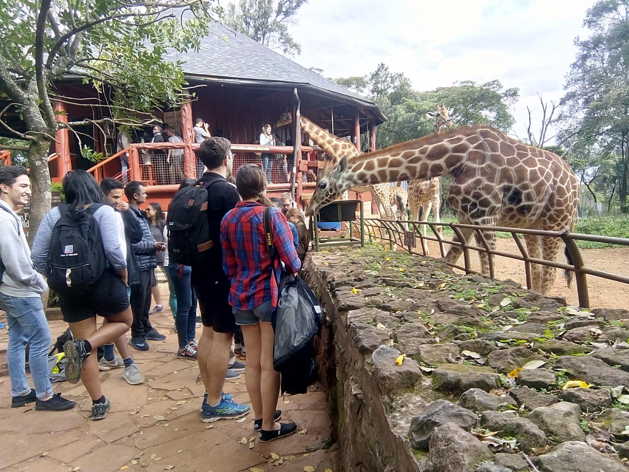 Full Day Tour Of Nairobi National Park And Nairobi City Croco African